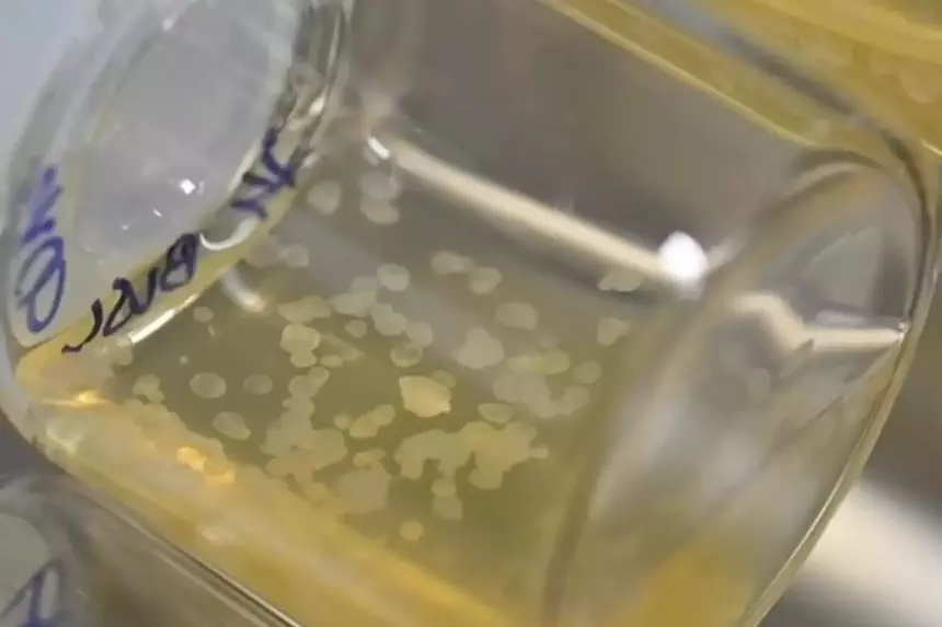 Созданы искусственные эмбрионы с органами. Им не нужна сперма, яйцеклетка и матка