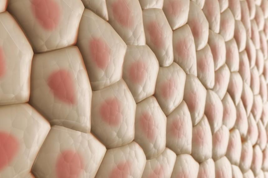 Учёные объяснили, благодаря чему кожа может восстанавливаться