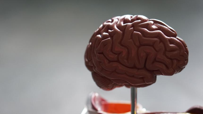 У кого был больше мозг: у древних людей или современных? Учёные нашли ответ