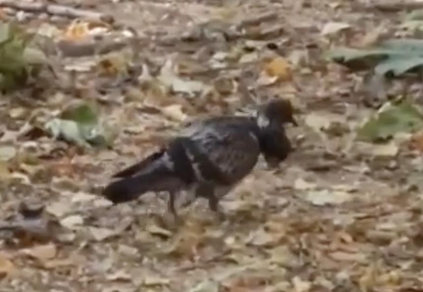 В Москве на видео попал двухголовый голубь