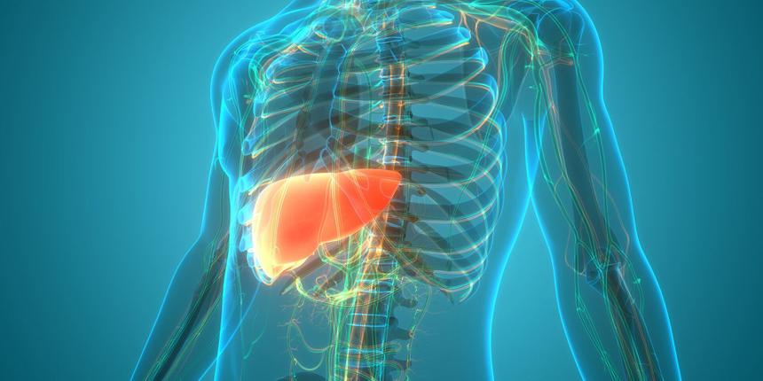 Раскрыт секрет долголетия печени
