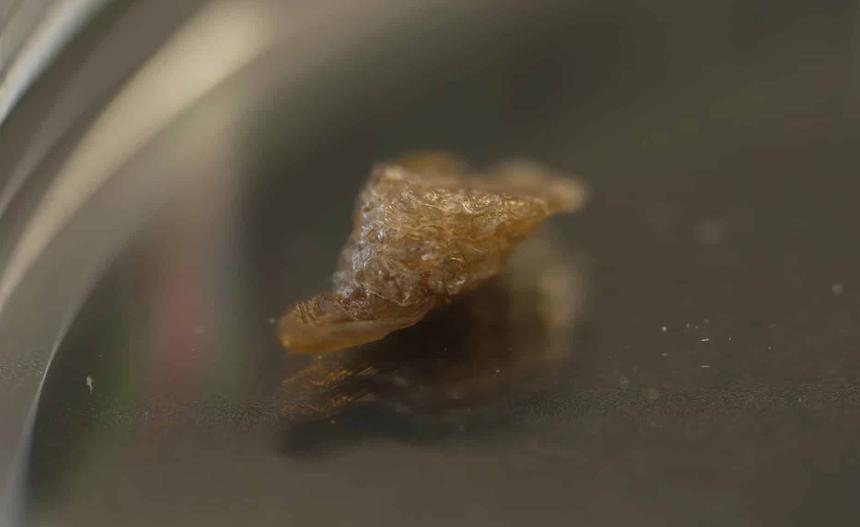 Учёные создали программируемую живую материю