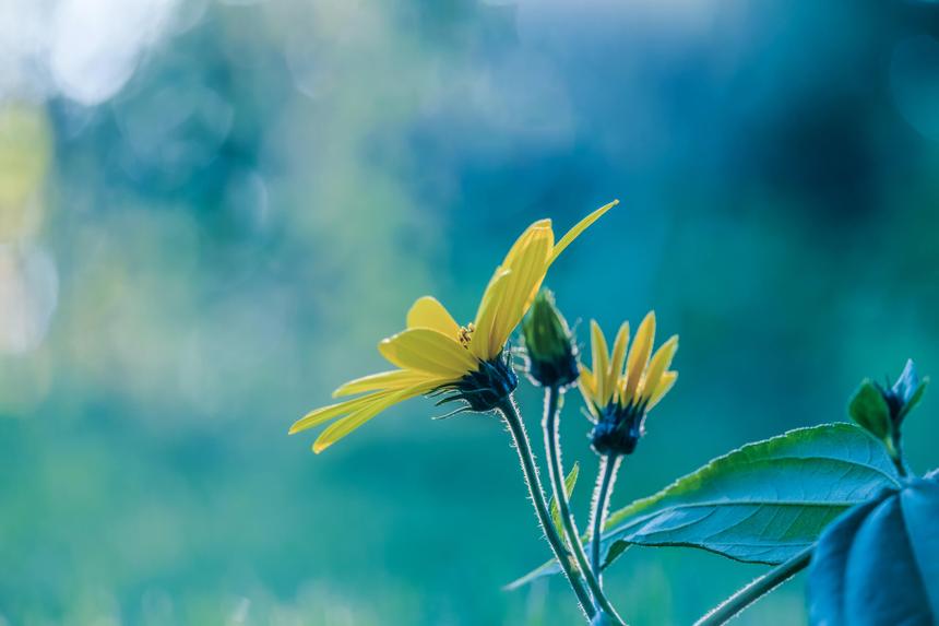 Учёные обнаружили новый фактор риска рака печени