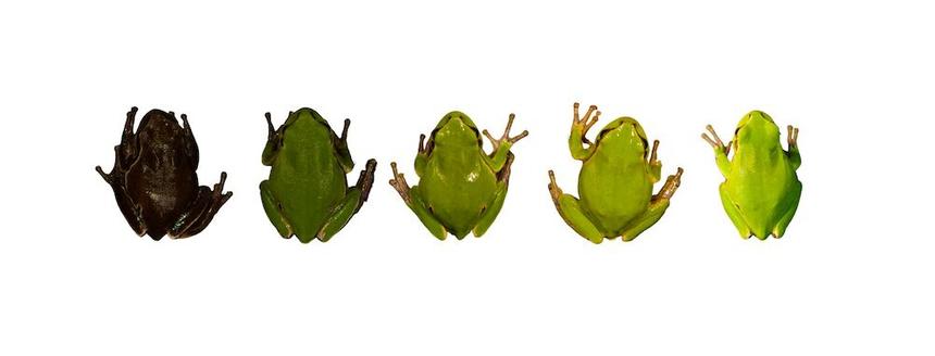 Черные лягушки из Чернобыля показали эволюцию в действии