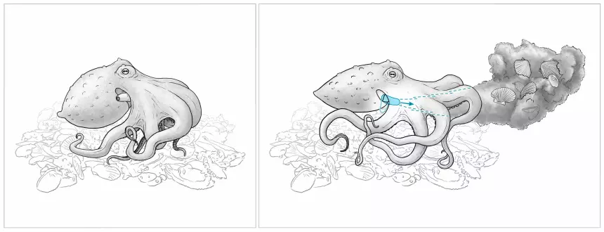 Осьминогов застали за необычным поведением