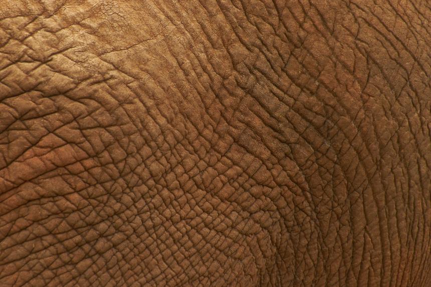 В России нашли способ выращивать кожу