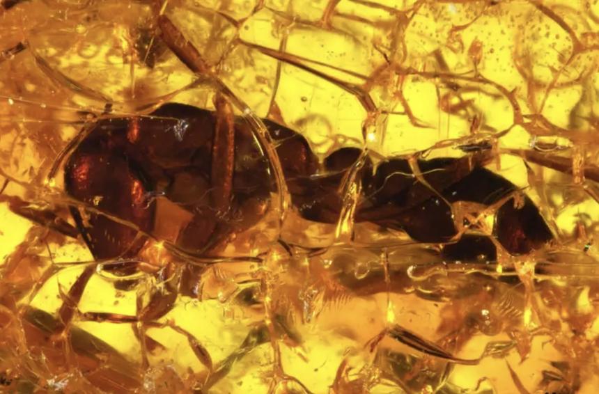 Учёные нашли в янтаре муравья, которому 35 млн лет