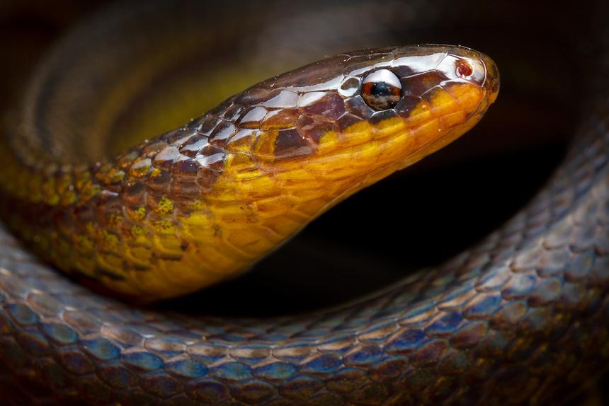 Учёные обнаружили неизученный ещё вид удавов в Эквадоре