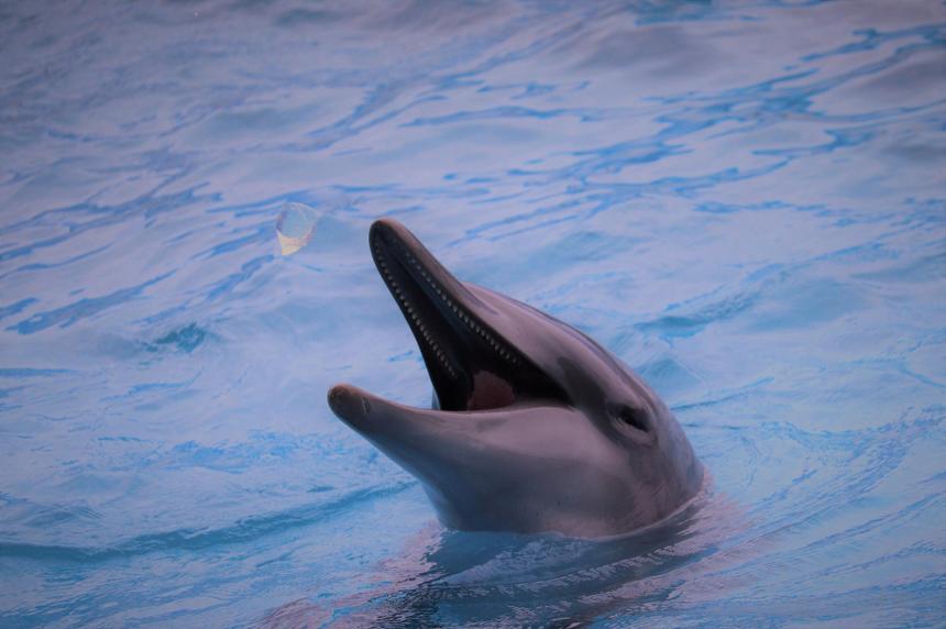 Учёные узнали, что дельфины кричат