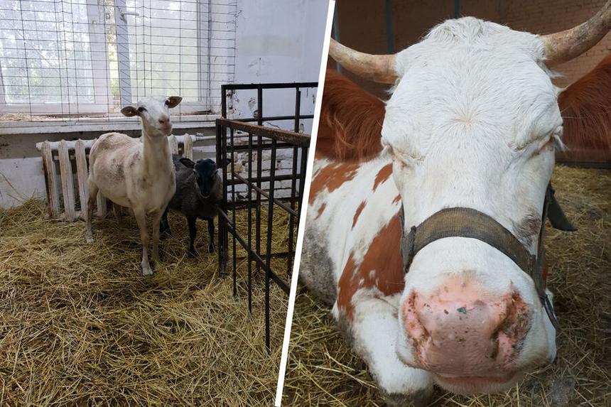 Клонированная российскими учёными корова дала первое потомство