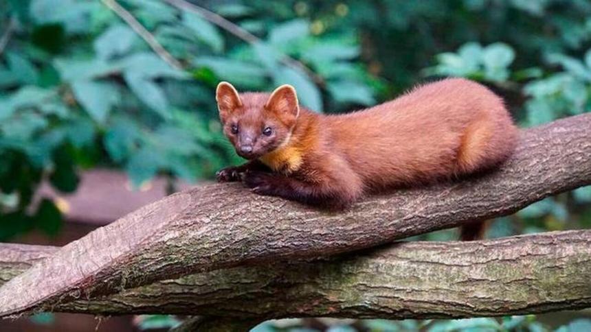 Самцы куниц массово вымирают из-за чрезмерно активного спаривания