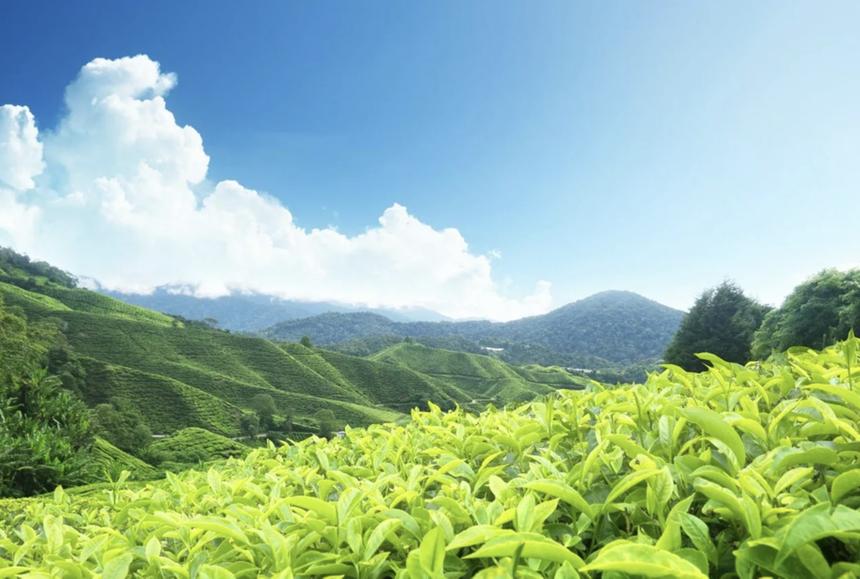 В каких случаях зелёный чай поможет излечиться от коронавируса