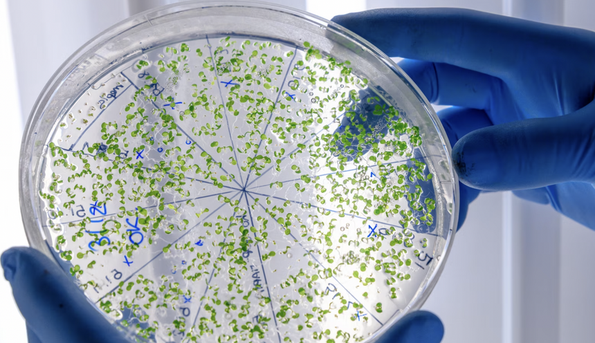 Современные анализы могут находить виды микробов, которых на самом деле нет