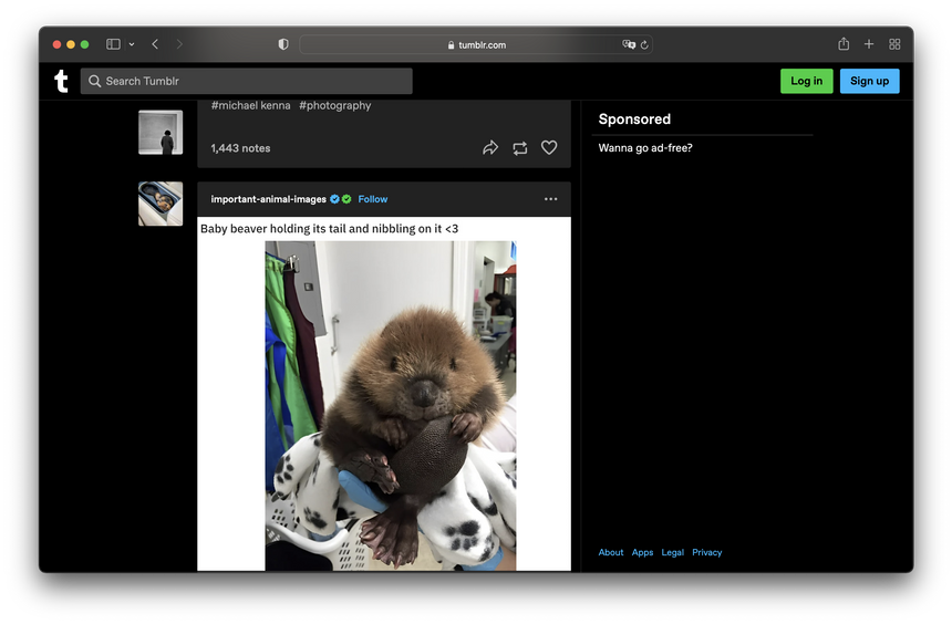 Соцсеть Tumblr удвоила доход после троллинга Twitter с ее платной верификацией