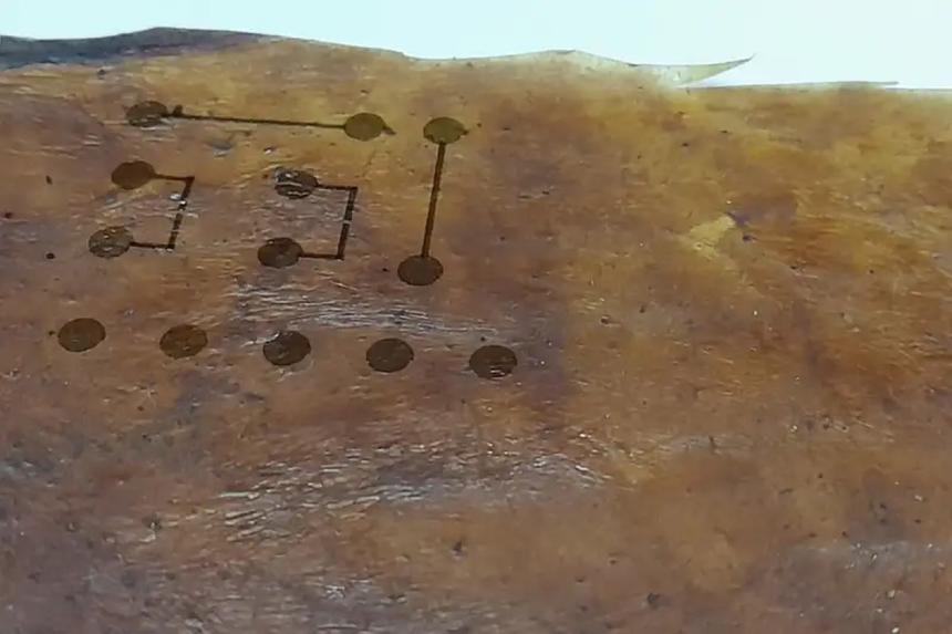 Чайный гриб хотят использовать в создании электроники. Да, вы не ослышались