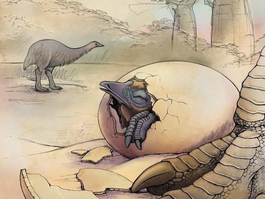 Учёные узнали, как жили птицы-слоны