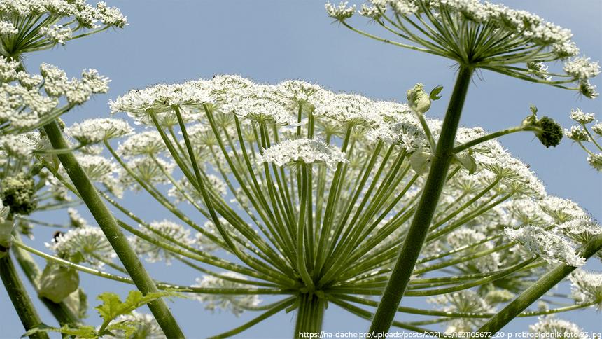 В России изобрели лекарство от рака из наночастиц с экстрактом борщевика Сосновского