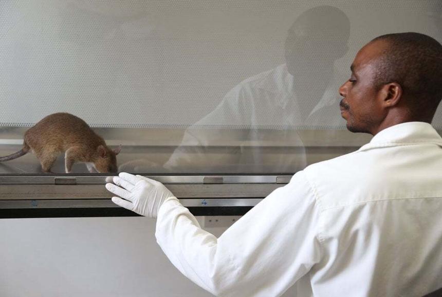 Не только рак: крыс научили определять туберкулёз по запаху