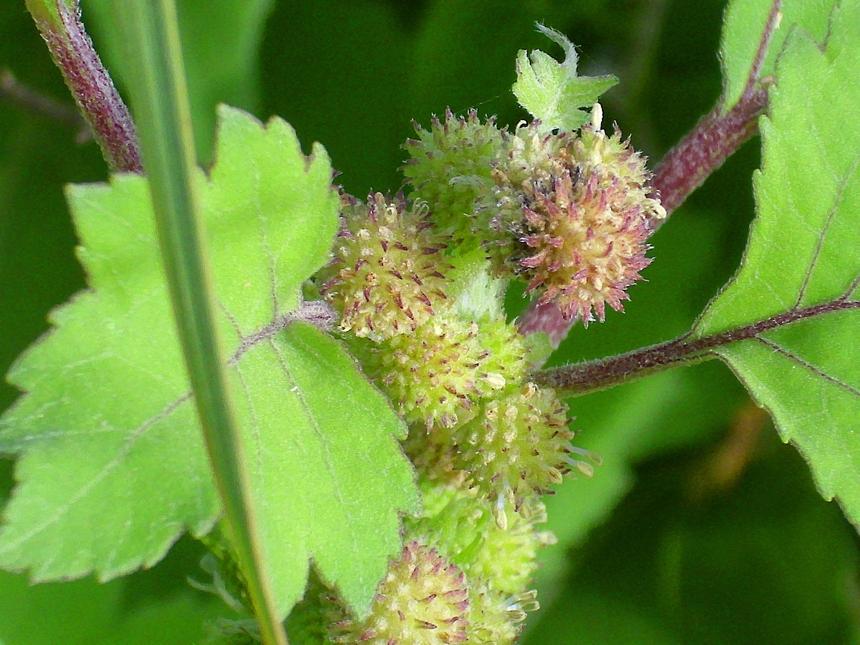 Смертельно опасное растение оказалось отличным средством от старения