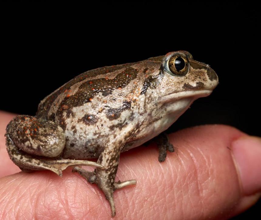 Лягушек признали ценным источником полезных омега-3 жирных кислот