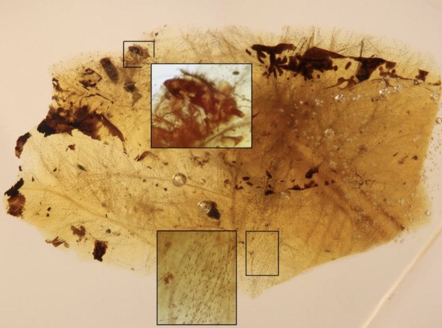 Древние жуки ели перья динозавров. А они были и не против