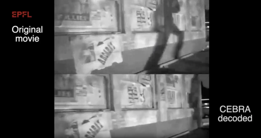 Ученые декодировали сигналы мозга мыши и смогли увидеть мир её глазами