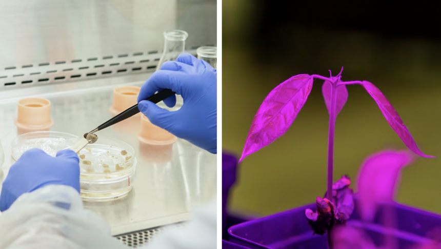 А настоящее что-то останется? Стартапы хотят создать лабораторный аналог шоколада