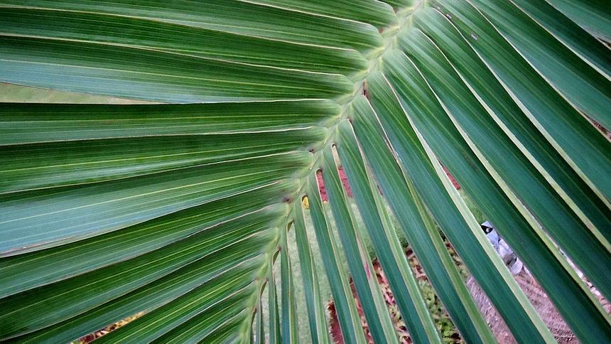 Пальмовый мир победил: в России разработали композит для упаковок и автомобилей