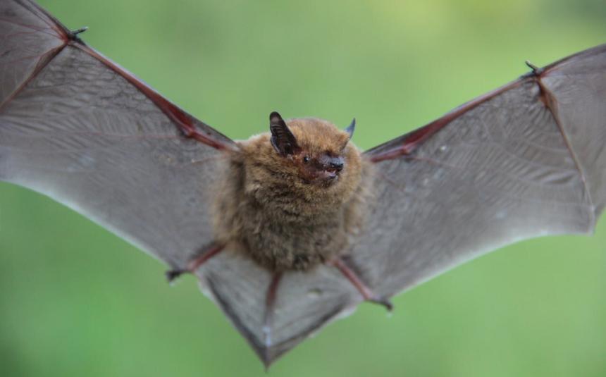 В России обнаружили самую большую в Европе летучую мышь