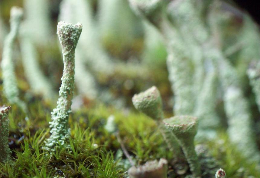 Сибирский мох оказался жирным