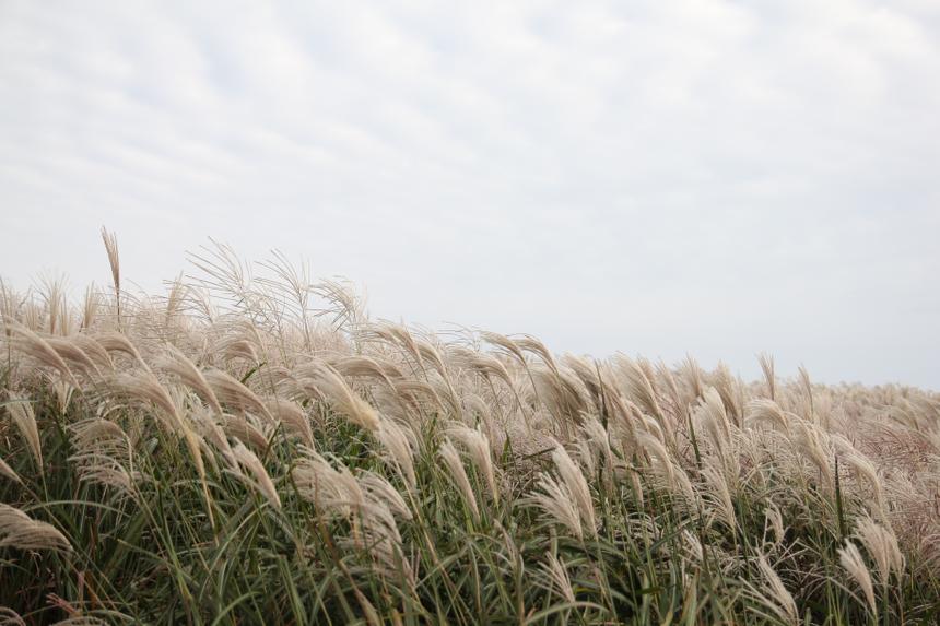 В России напечатают поселок из «убийцы» борщевика