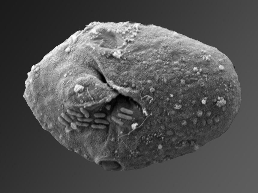 Одноклеточный хищник предпочел своей добыче микропластик