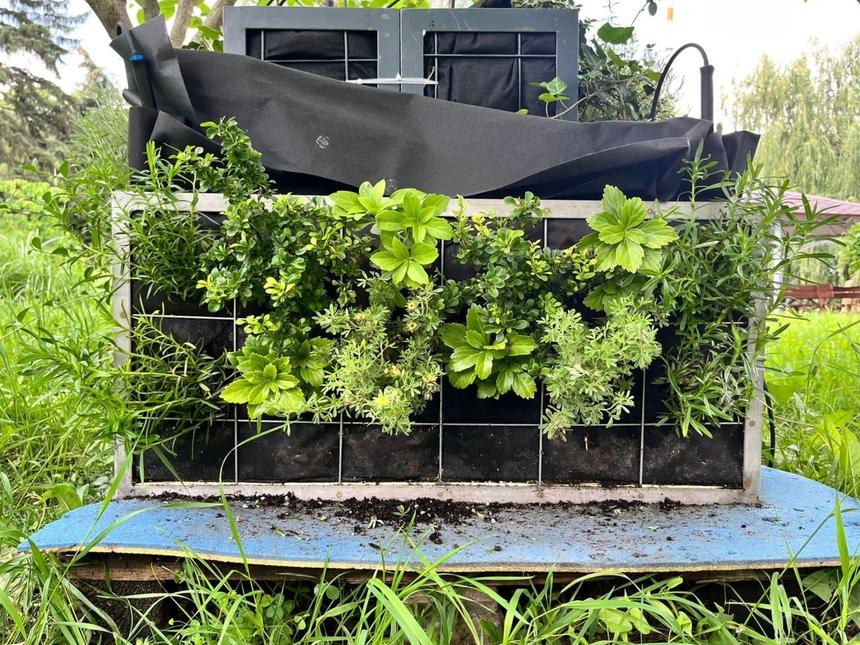 Ученые разработали эффективный способ озеленения домов Юга России