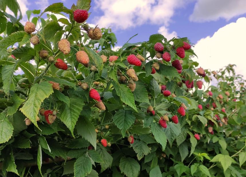 Селекционеры из России вывели два новых сорта малины