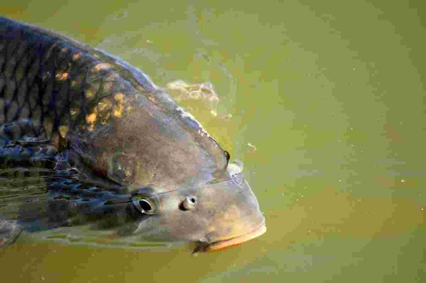 Корм российских ученых повысит эффективность выращивания карпов