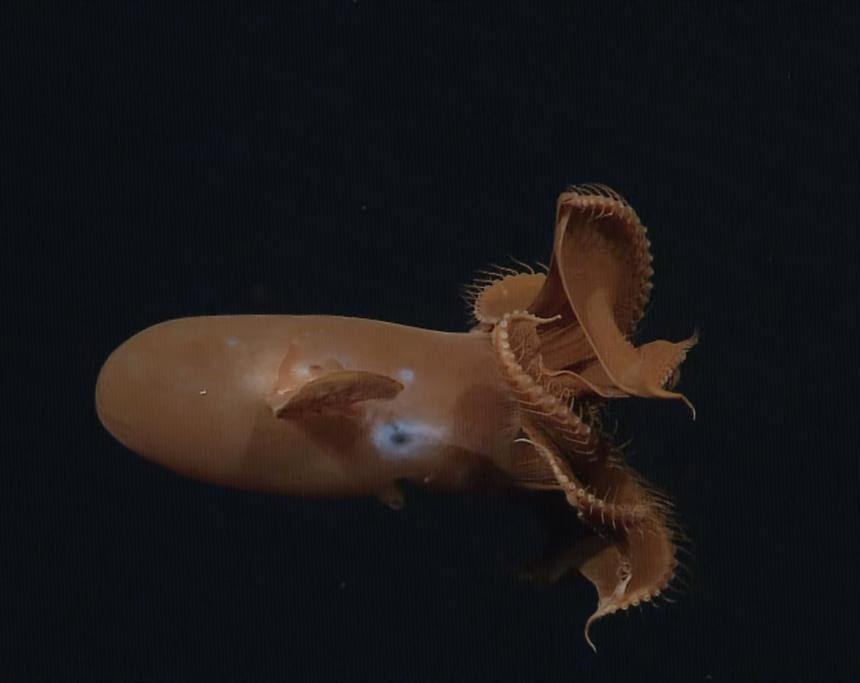 Учёные подтвердили существование осьминогов в Северном Ледовитом океане