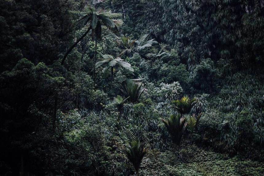 Глобальное потепление лишило некоторые растения способности к фотосинтезу