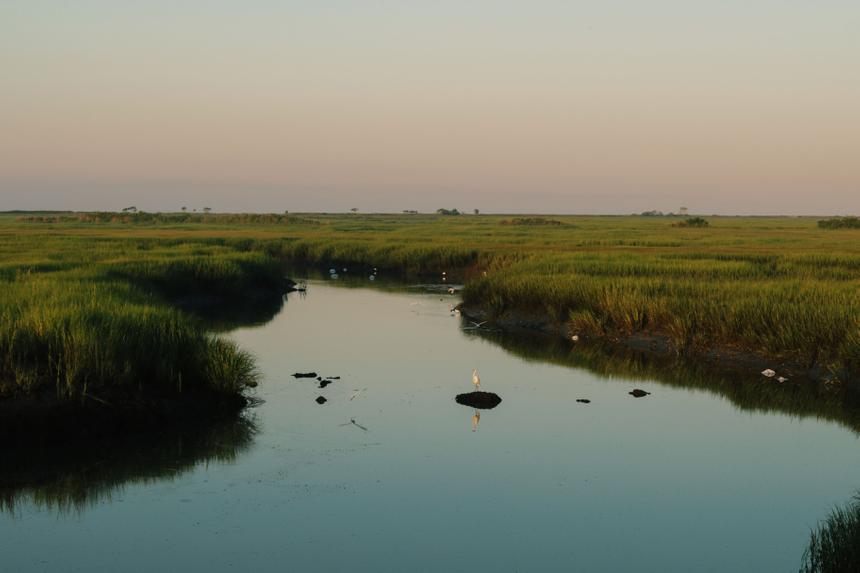 Российские учёные создадут искусственное болото ради экологии