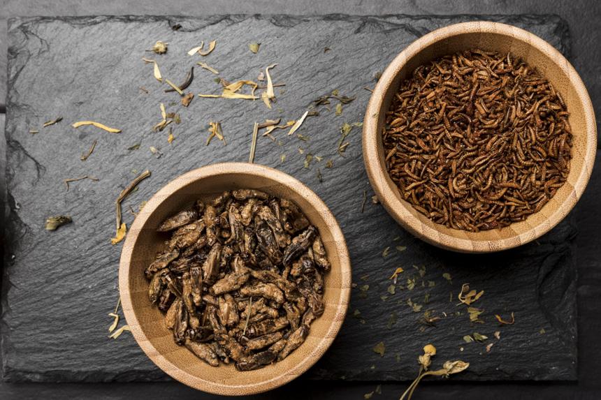 Искусственное мясо и альтернативный белок: есть ли у России план на случай всемирного голода