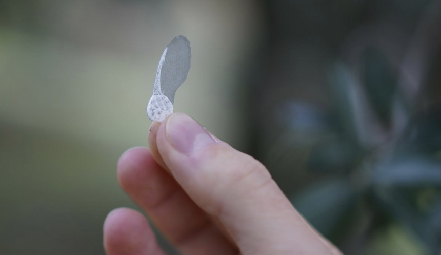 Помните “вертолетики” из детства? По их подобию создали биоразлагаемые датчики