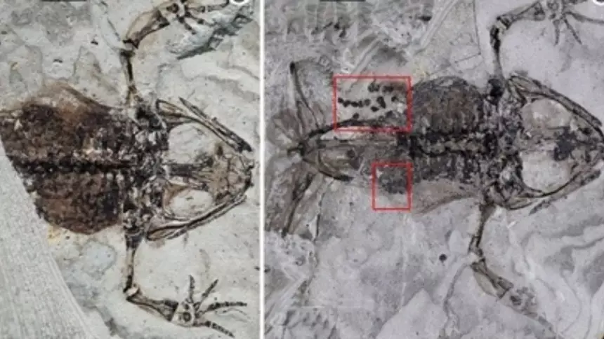 Найдена древнейшая лягушка с признаками беременности