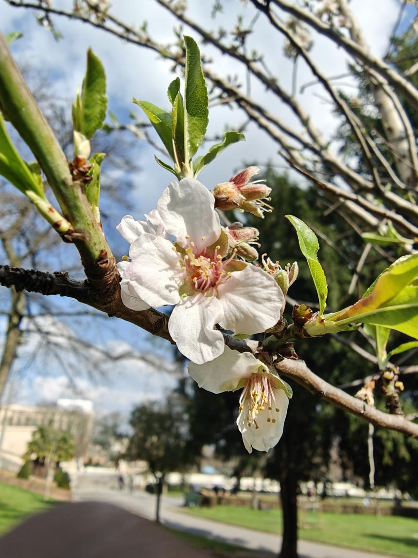 Не Samsung и не iPhone: эксперты DxOMark назвали главный камерофон планеты