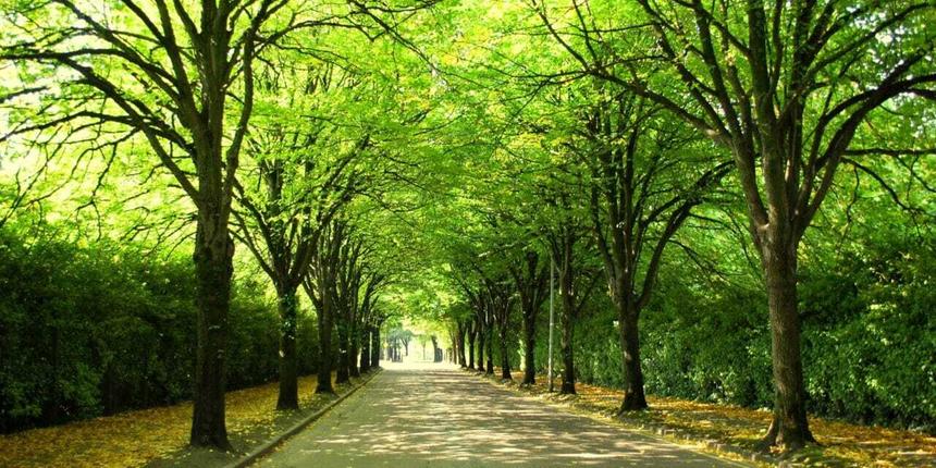Доказано: зелёные улицы связаны с лучшим сном