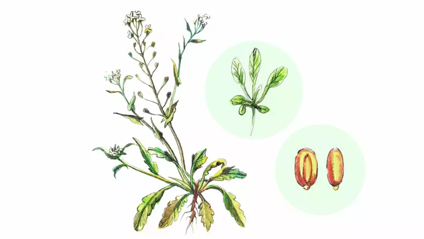 Учёные усомнились в происхождении самого распространённого растения на планете