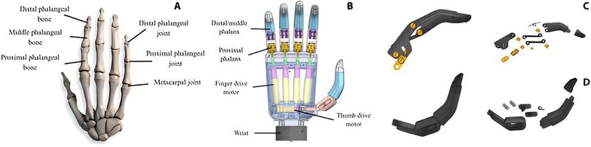 Исследователи улучшили распознавание жестов в бионических протезах