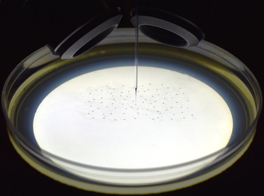 Ученые создали робота-помощника для генетических исследований