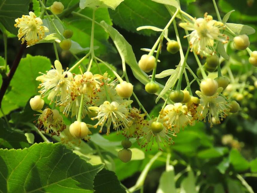 Биолог рассказал, чем полезны цветы липы