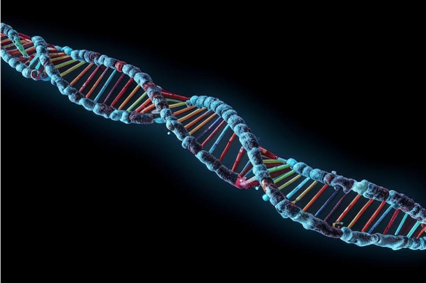 У некоторых червей нашли «генетический контроль» над симбиотическими водорослями