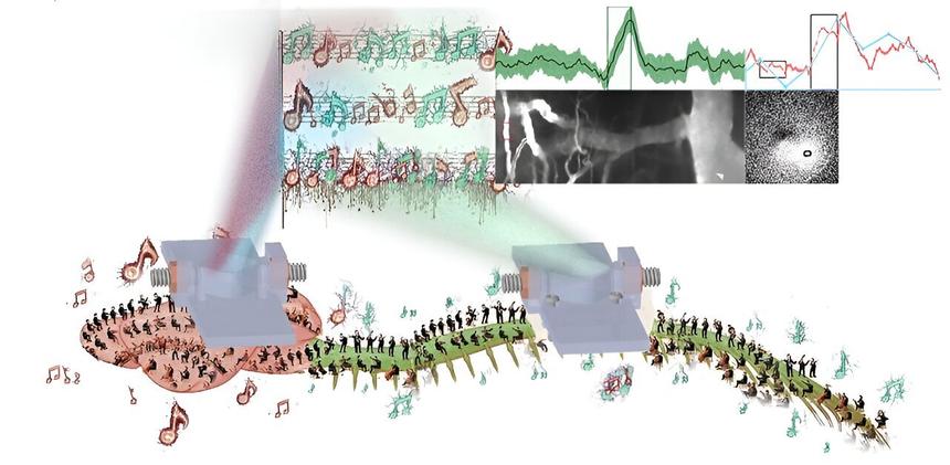 Ученые научились «наблюдать» за мозгом в реальном времени
