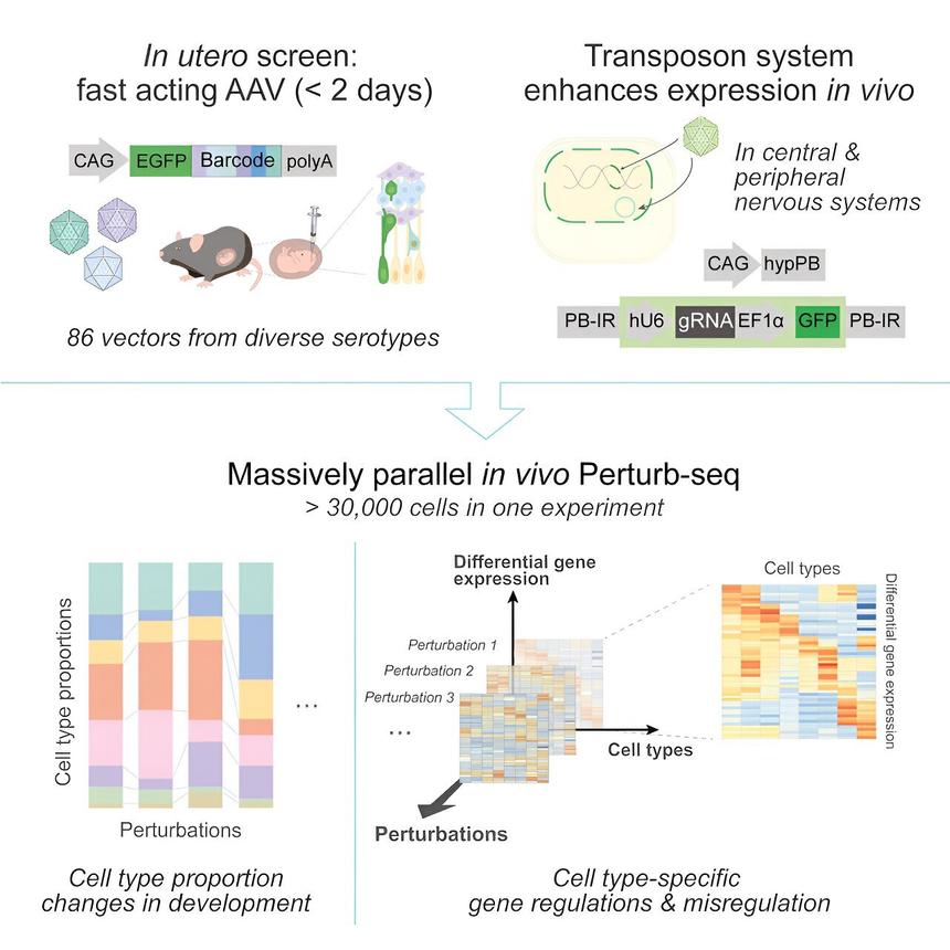Ученые создали метод изучения мозга для борьбы с заболеваниями